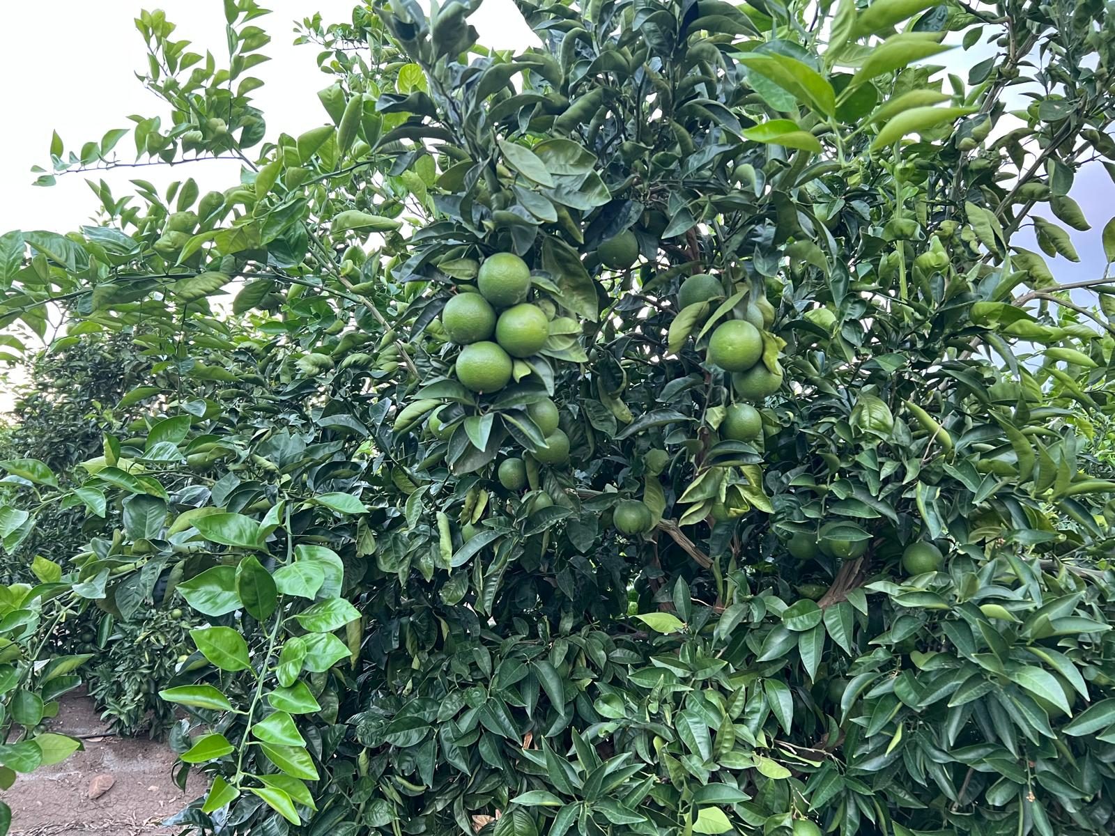 Arance Tarocco ancora verdi sull'albero