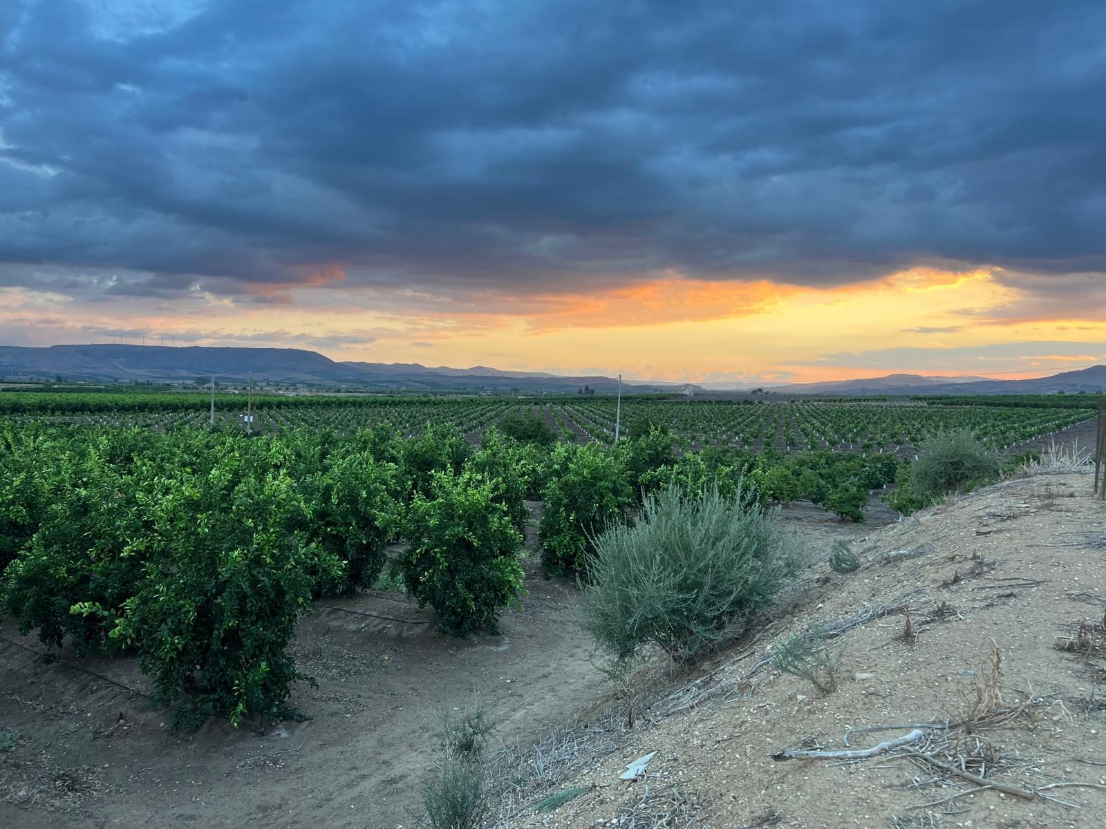 L'aranceto della Società Agricola GIUTO al tramonto, con le colline della Piana di Catania sullo sfondo