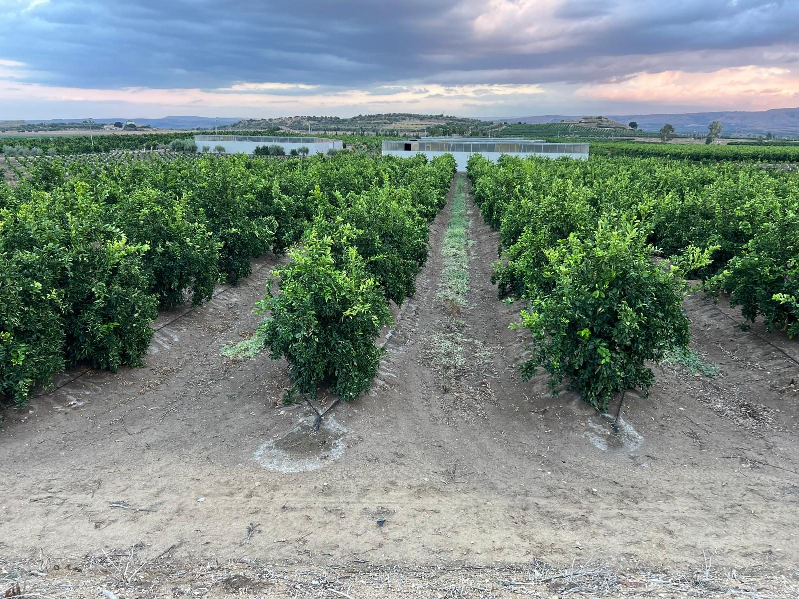 Filari di aranci adulti e fabbricati agricoli in Contrada Sant'Antonino