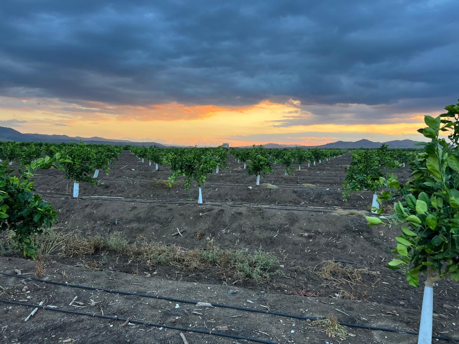 I filari del nuovo aranceto al tramonto