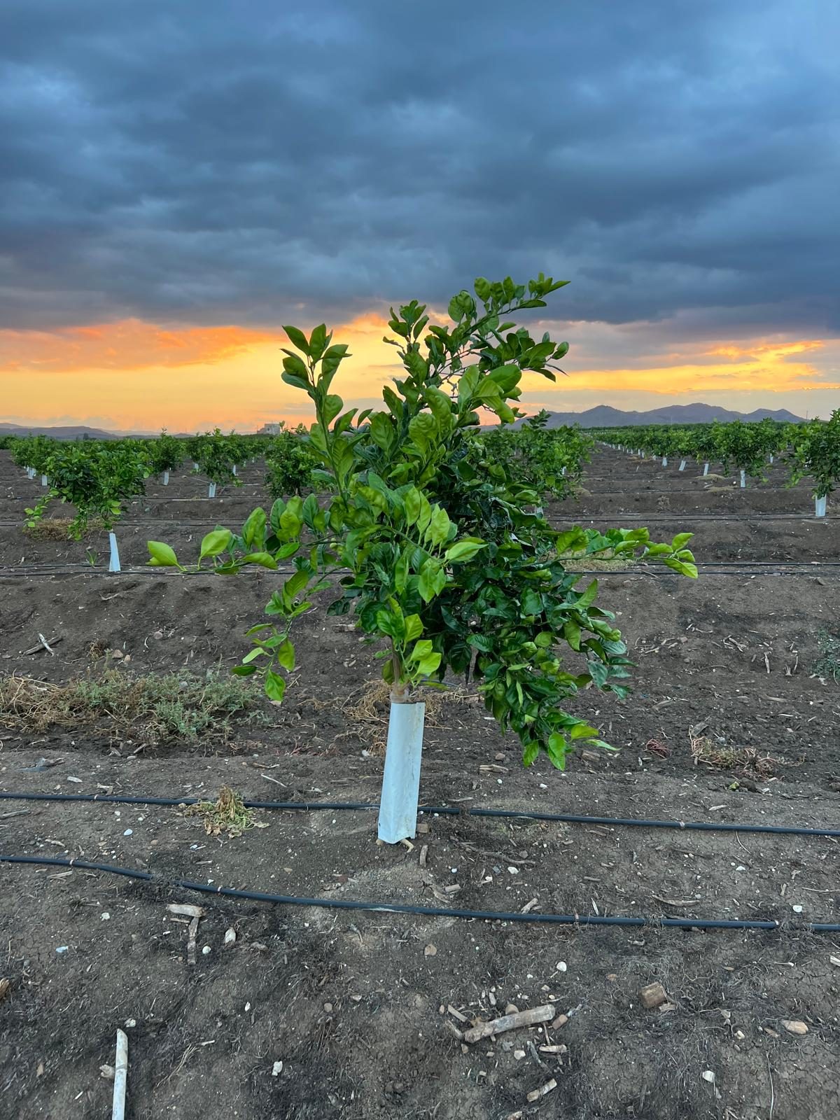 Giovane arancio con il cielo al tramonto