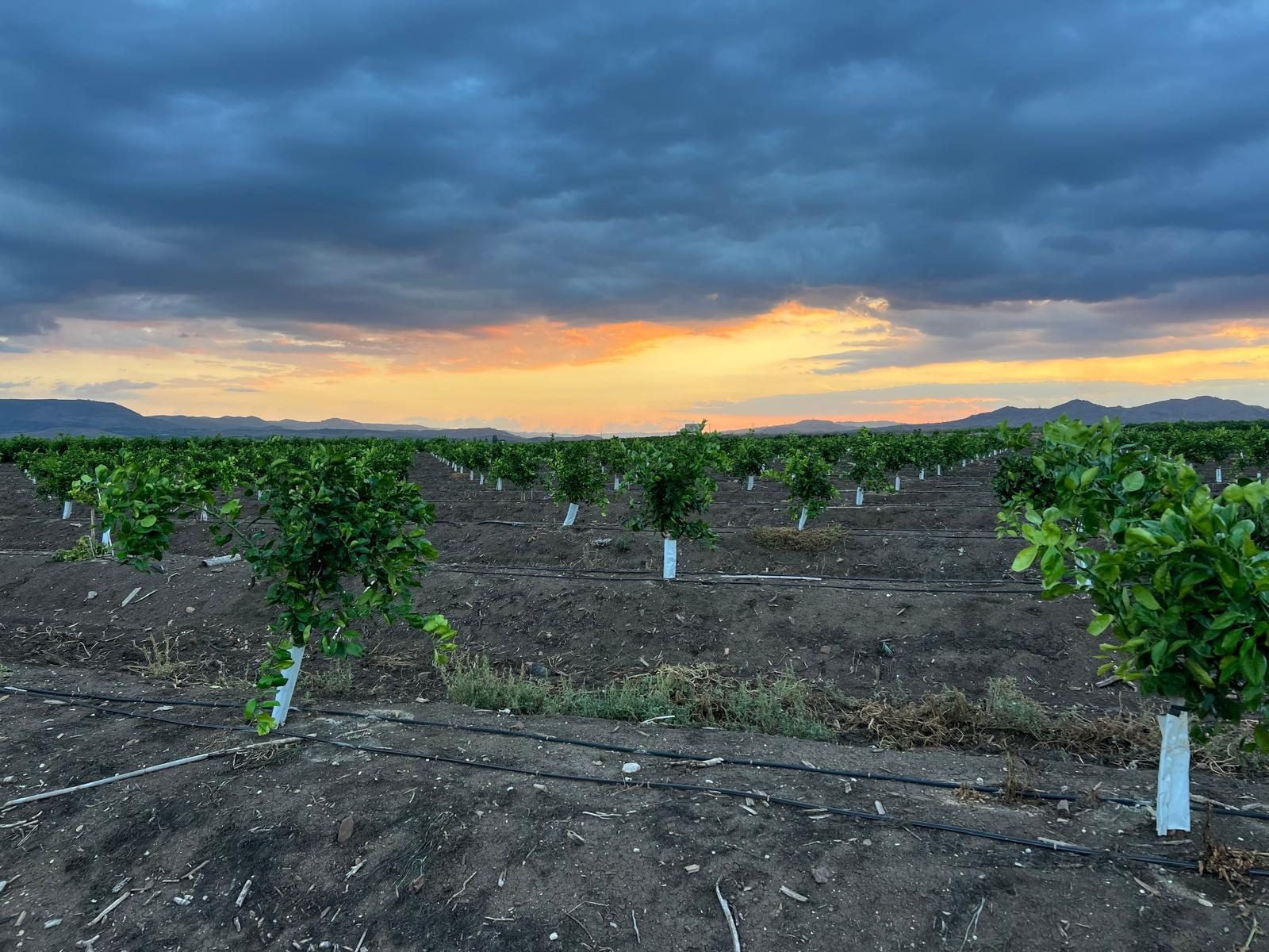 Giovani aranci al tramonto, Ramacca